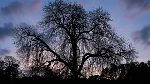 Trees Forest Branches Nature Ecology Environment, Stock-Footage 238425376