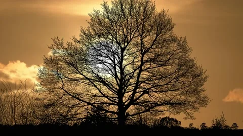 Trees Forest Branches Silhouette Nature Green, Stock Footage 236996401