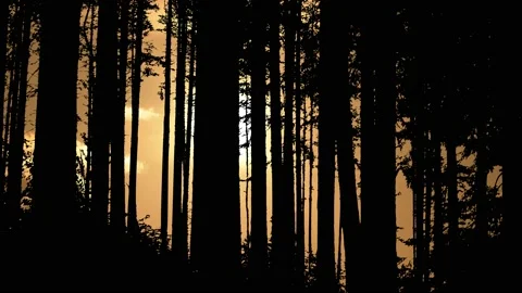 Trees Forest Branches Woods Silhouette Nature, Stock Footage 236996445