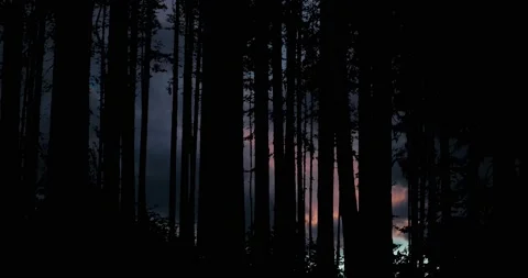 Trees Forest Branches Woods Silhouette Nature, Stock Footage 238071671