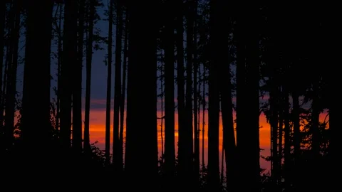 Trees Forest Branches Woods Silhouette Nature, Stock Footage 238411055