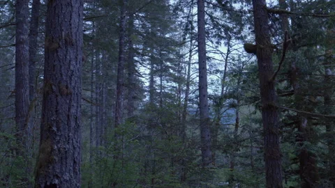 Trees in the Forest – Calm Nature Scene with Woodland Atmosphere Stock Footage 310081532