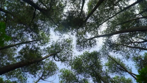 Trees forest with camera angle looking up and rotating, up view, low angle sh Stock Footage 167811289