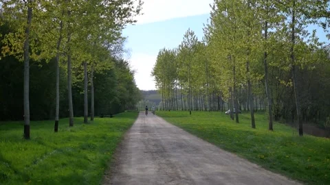 Trees in the forest with car heading towards camera Video stock 132346733