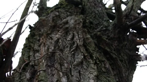 Trees in the forest at close range Stock Footage 297991596