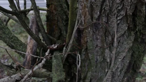 Trees in the forest at close range Stock Footage 297991615