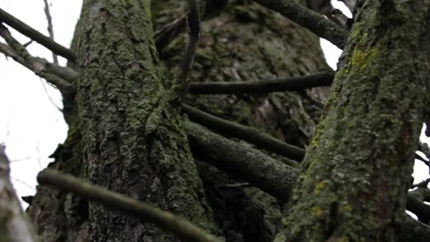 Trees in the forest at close range Stock Footage 297991677