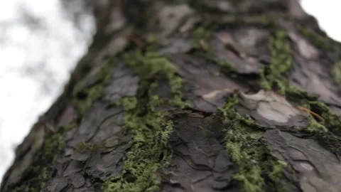 Trees in the forest at close range Stock Footage 297991810