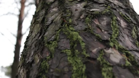 Trees in the forest at close range Stock Footage 297991814