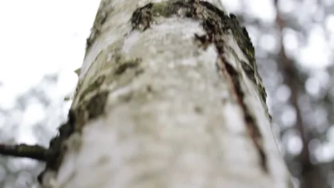 Trees in the forest at close range Stock Footage 297991898