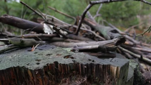 Trees in the forest at close range Stock Footage 297992126