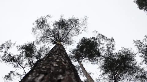 Trees in the forest at close range Stock Footage 297992265