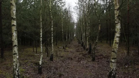 Trees in the forest at close range Stock Footage 297992305