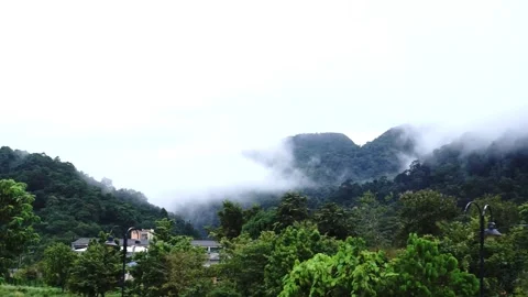 Trees, Forest, Clouds, Cloudy, White, Nature Stock Footage 143841997
