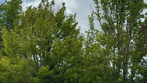 Trees in a forest on a cloudy day Fotos de archivo