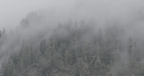 Trees in the forest covered with fog during winter Stock Footage 104207552
