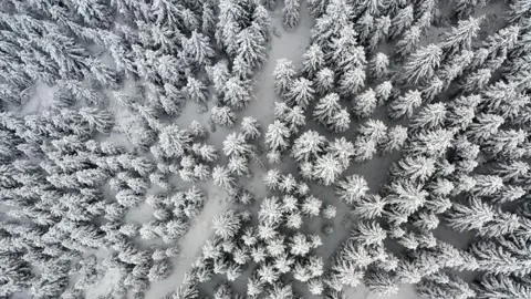 Trees in forest covered with snow from aerial view in winter. Stock Footage 142289134