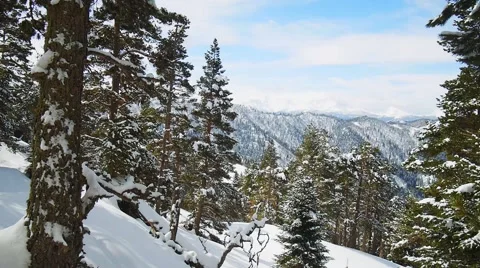 Trees in the forest covered with snow Stock Footage 50766829