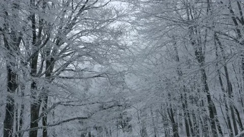 Trees in forest covered with snow - moving video 스톡 동영상 169528361