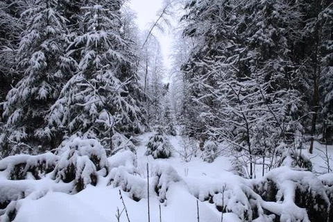 The trees in the forest covered with snow Stock Photos