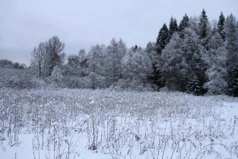 The trees in the forest covered with snow Stock Photos