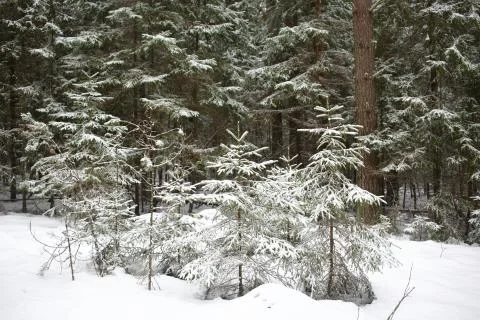 The trees in the forest covered with snow Foto stock