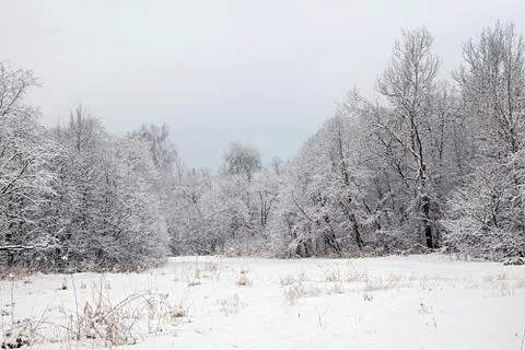 Trees in a forest covered with thick snow in winter Stock Photos