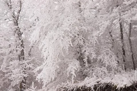 Trees in the forest covered with white snow. Stock Photos