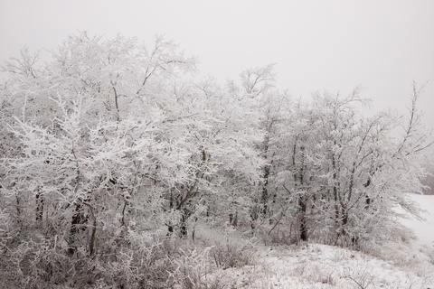 Trees in the forest covered with white snow. Stock Photos