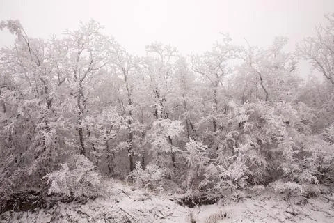 Trees in the forest covered with white snow. Stock Photos