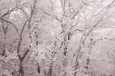 Trees in the forest covered with white snow. Stock Photos
