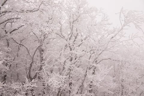 Trees in the forest covered with white snow. Stock Photos