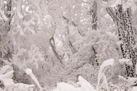 Trees in the forest covered with white snow. Stock Photos
