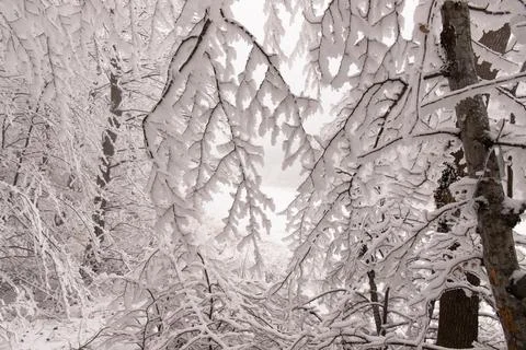 Trees in the forest covered with white snow. Stock Photos