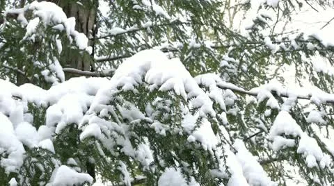 Trees in forest covered with winter snow Stock-Footage 10689107