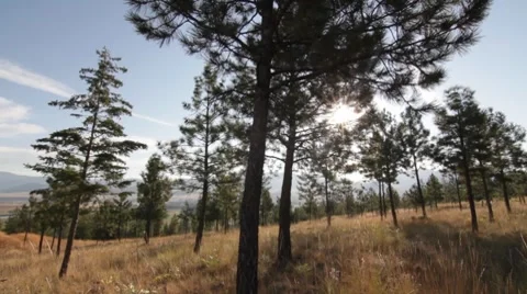 Trees forest dolly sunlight  Stock Footage 8575711