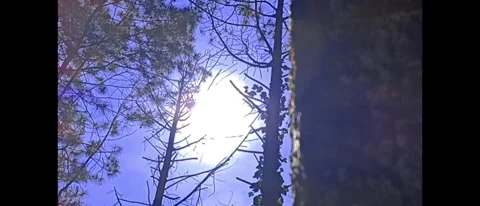 Trees in forest with dramatic sky and sun Stock Footage 294275114