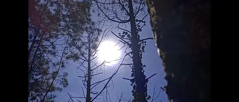 Trees in forest with dramatic sky and sun 스톡 동영상 294275144
