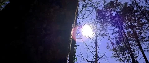 Trees in forest with dramatic sky and sun Stock Footage 294275147