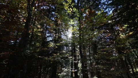 Trees in the forest during autumn Stock Footage 165801278