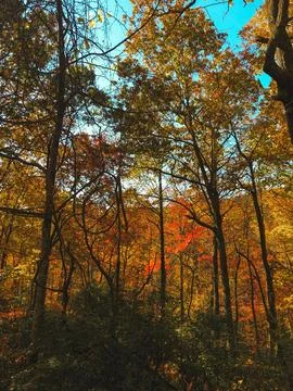 Trees in a Forest During Autumn Stock Photos