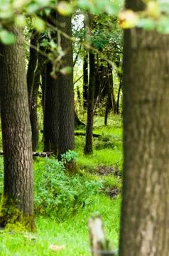 Trees of a forest during a daytime Stock Photos