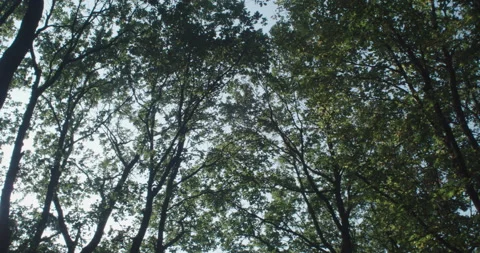 Trees in a forest during sunset Stock Footage 230626420