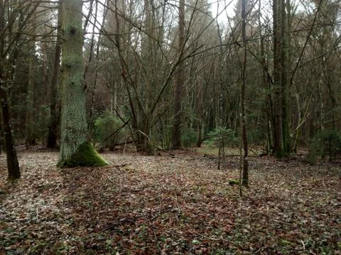 Trees in the forest in early spring Stock Photos
