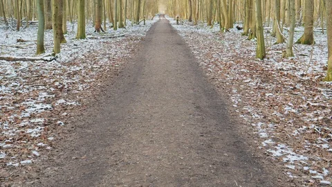 Trees in forest with first snow Stock Footage 119871893