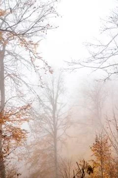 Trees in the forest in fog in autumn Stock Photos