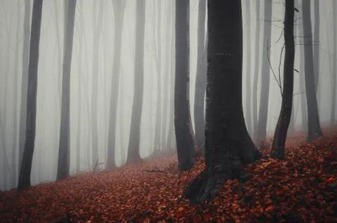 Trees in forest fog background Stock Photos