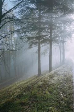 The trees in the forest with fog Stock Photos
