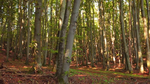 Trees In A Forest With Foliage On The Ground Stock Footage 37208483