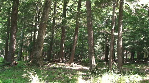 Trees in the Forest Stock Footage 213488